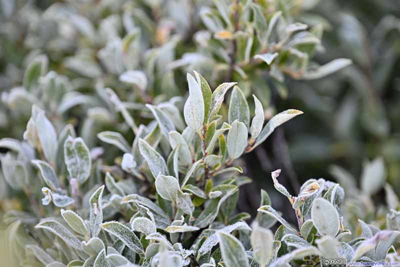 Frost on Plants