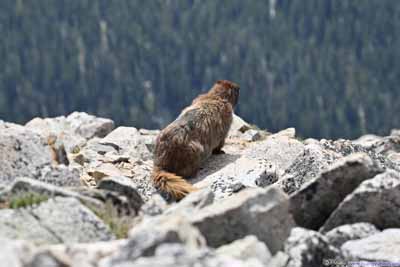 Marmot