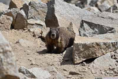 Marmot