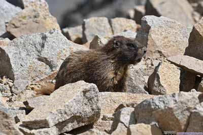 Marmot