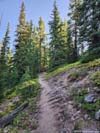 Trail in Woods