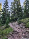 Trail in Woods