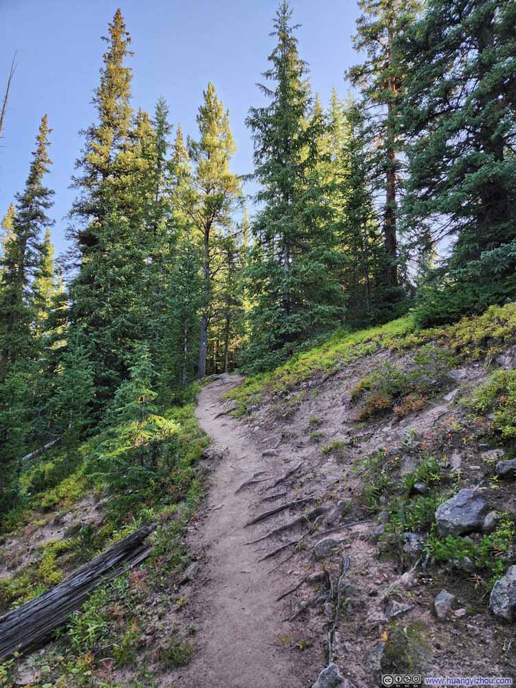 Trail in Woods