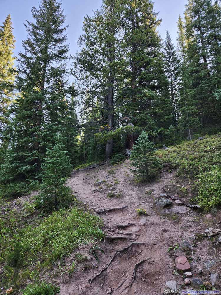 Trail in Woods