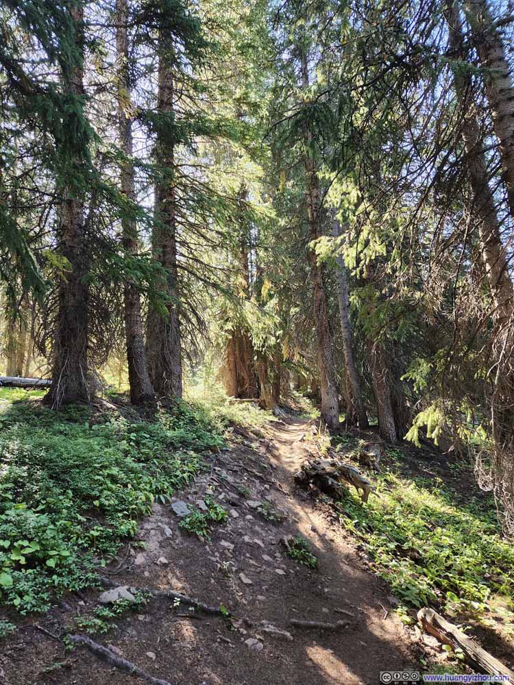 Trail in Woods