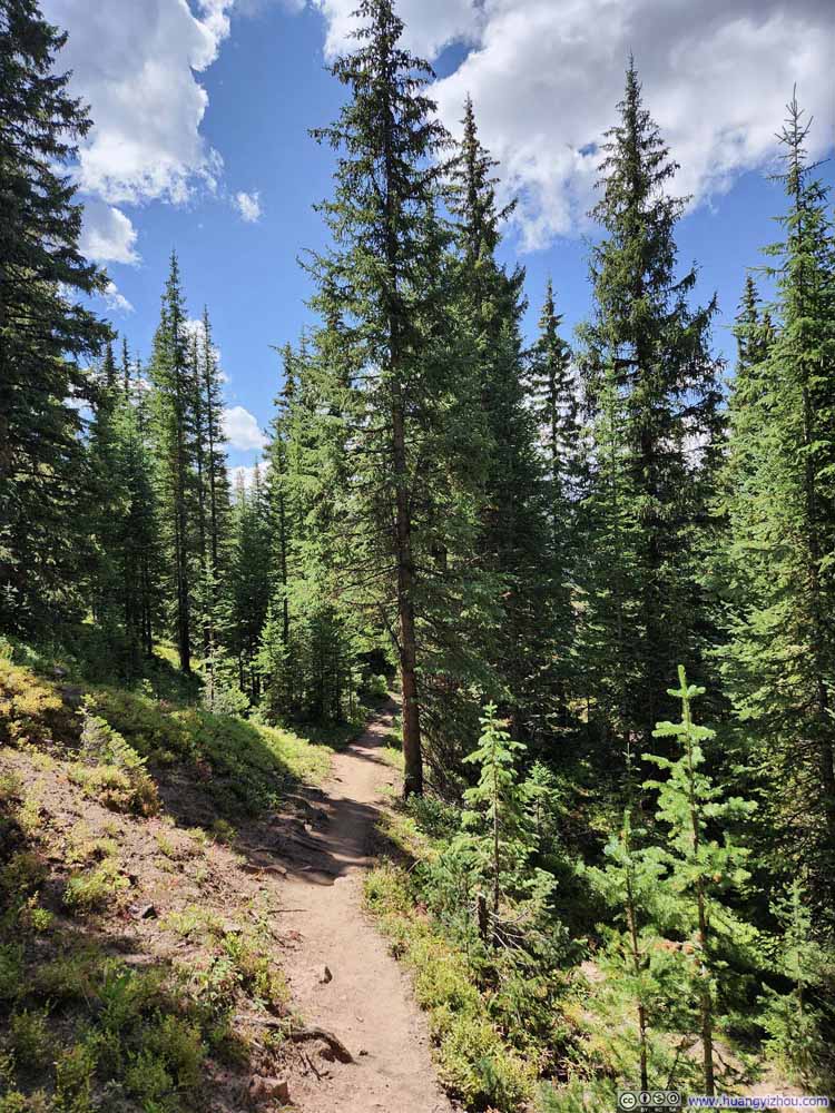 Trail in Woods