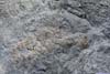 Pattern on Rock