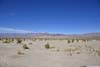 Field of Arrowweed before Grapevine Mountains