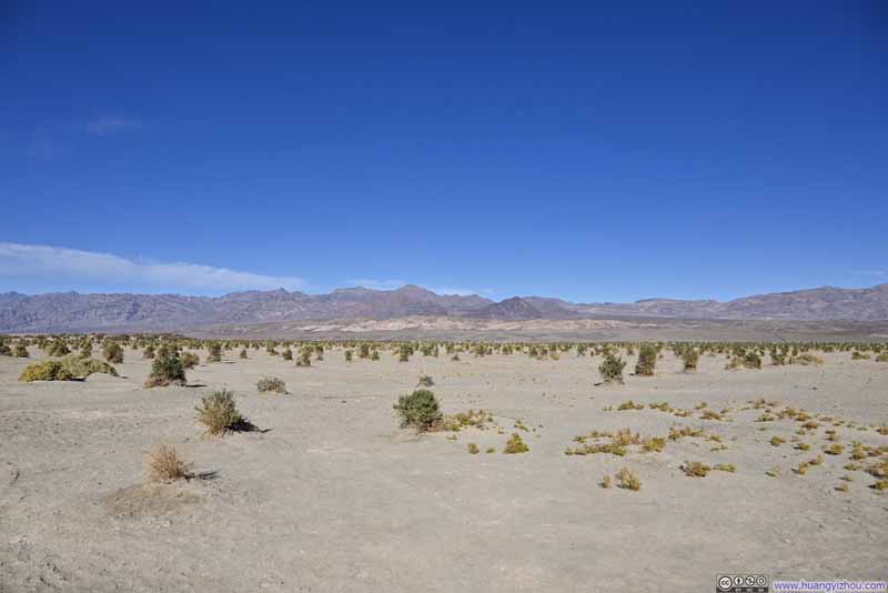 Field of Arrowweed before Grapevine Mountains
