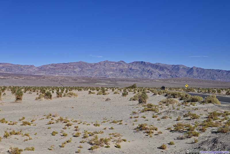 Field of Arrowweed before Chloride Cliff