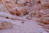 Plant among Pink Rocks