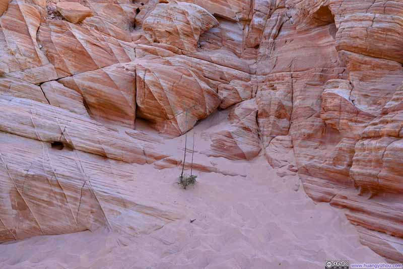 Plant among Pink Rocks