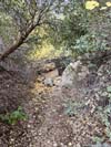 Trail in Woods