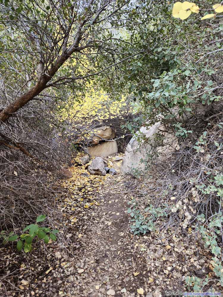 Trail in Woods