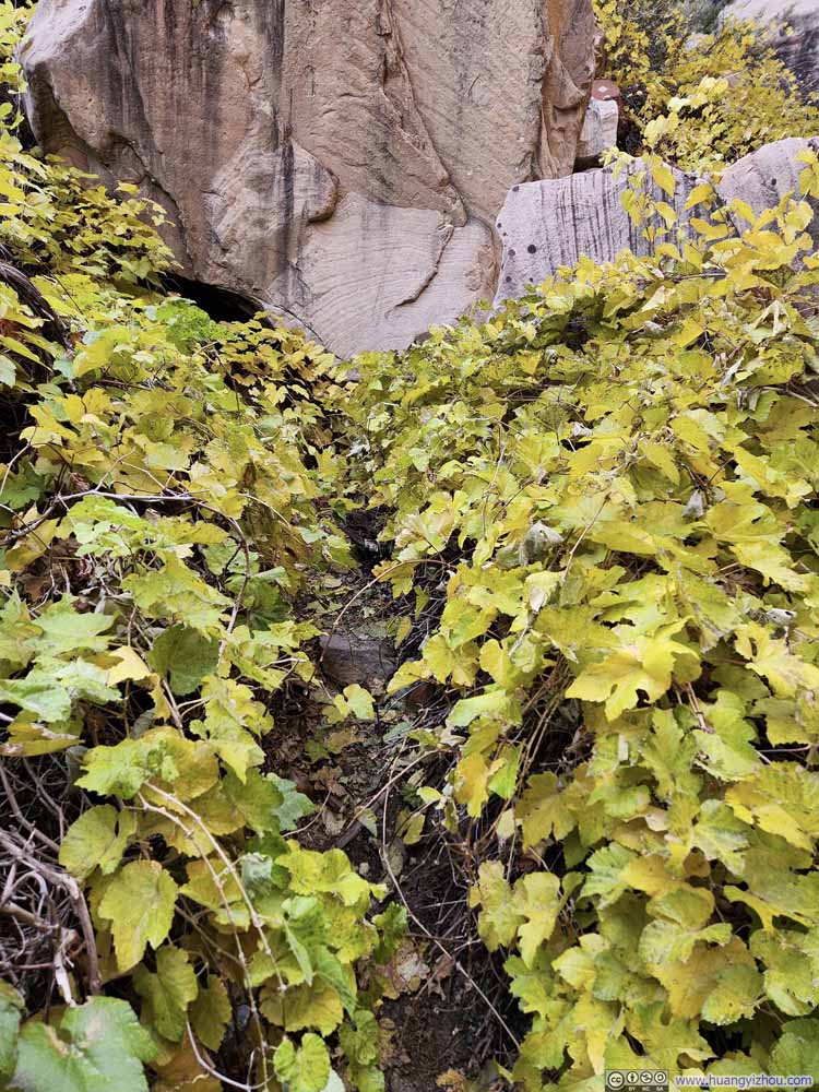 Overgrown Trail