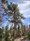 High Tree along Trail