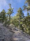 Trail