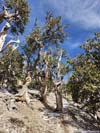 Twisted Trees