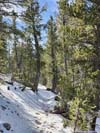 Trail