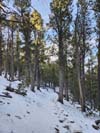 Trail