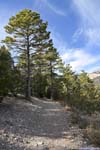 Trail