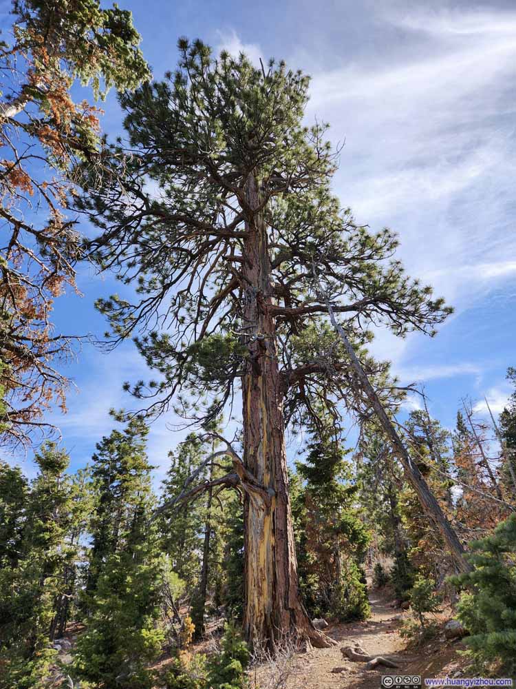 High Tree along Trail