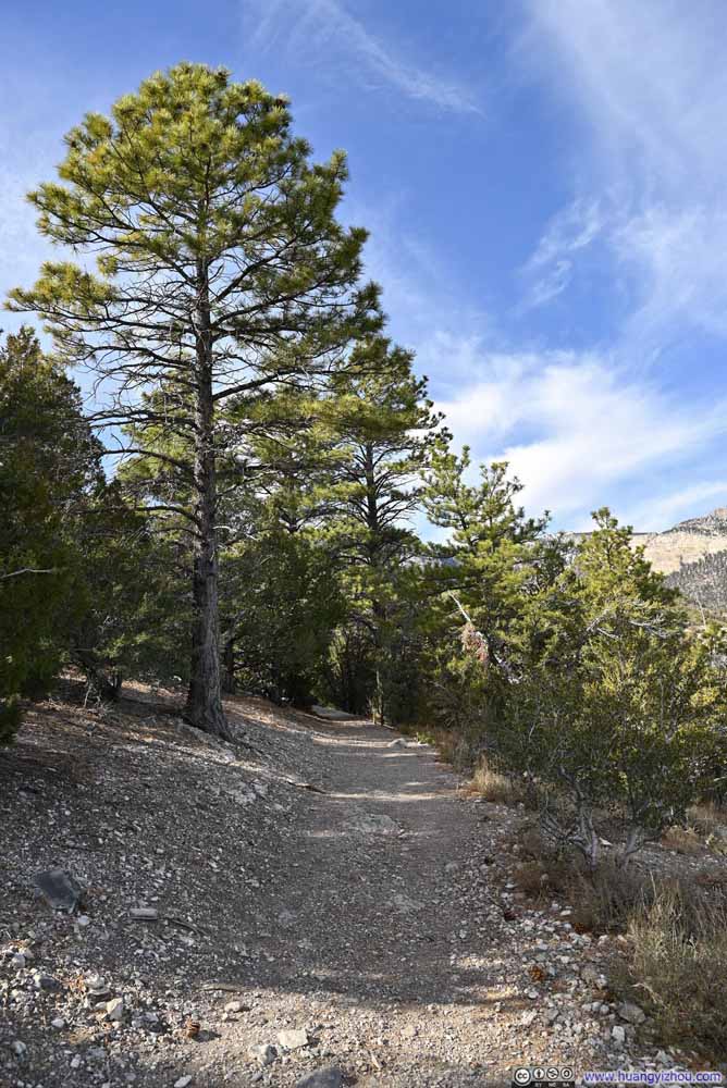 Trail