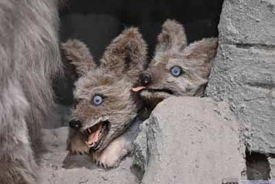 Exhibit of Wolf Family and Puppies