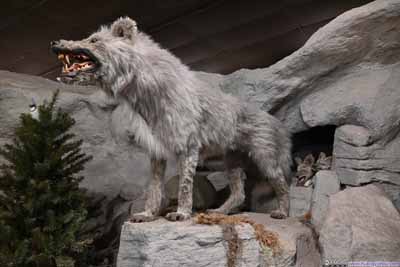 Exhibit of Wolf Family