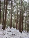 Trail