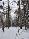 Trail