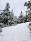 Trail