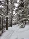 Trail