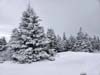 Trees Covered in Snow