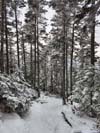 Trail