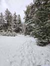 Trail
