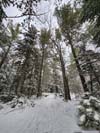 Trail