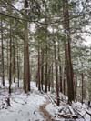 Trail