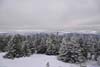 Trees Covered in Snow