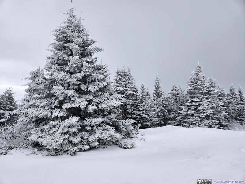 Trees Covered in Snow