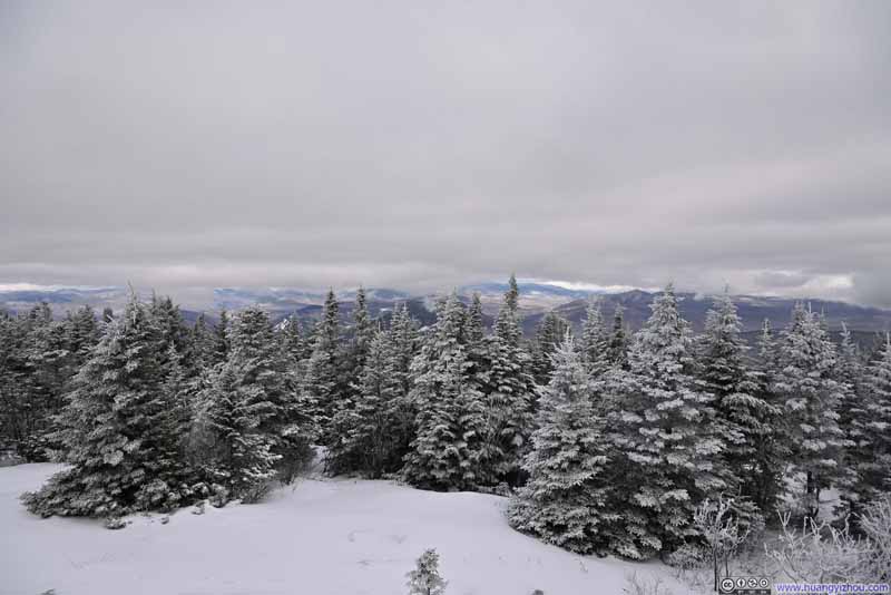 Trees Covered in Snow