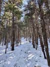 Trail