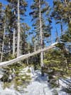 Trail