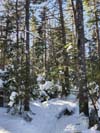 Trail
