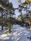 Trail