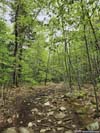 Trail