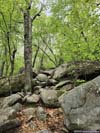 Rocky Trail