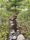 Wet Trail