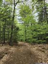 Trail