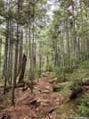 Trail
